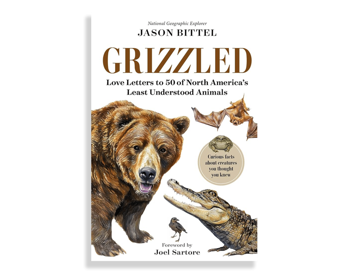 GrizzledBook_RachelCourage